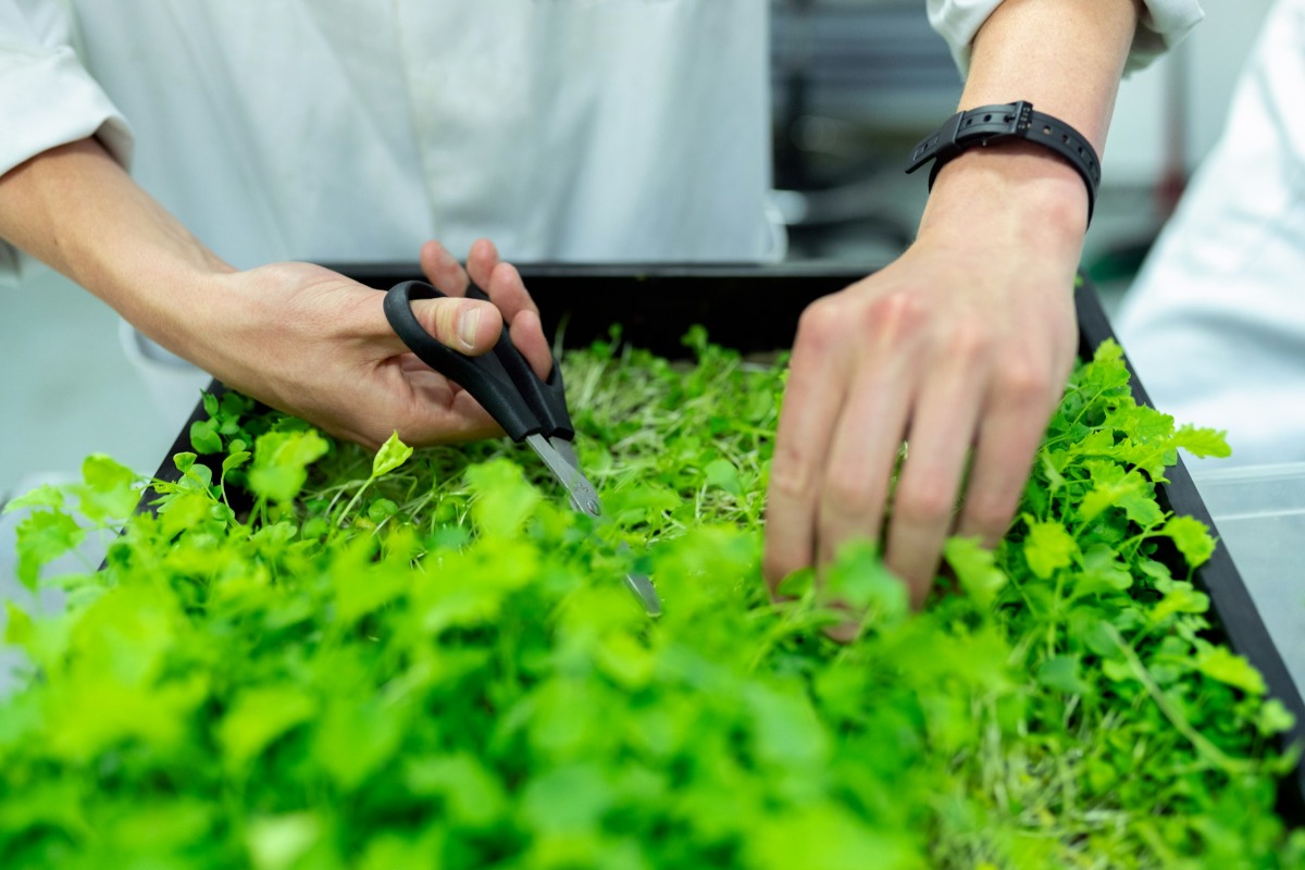 Agritech Kuasai Pendanaan Startup Indonesia di Semester I 2025: Mengapa Investor Melirik Sektor Pertanian - Codenesia